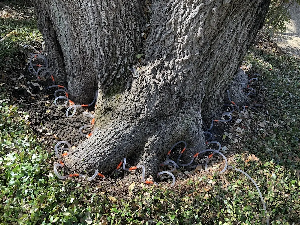 Detailed Tree Cabling and Bracing job site in Frenchglen
