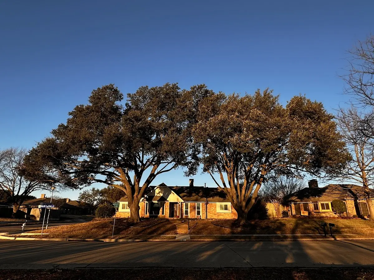 Established residential canopy tree shading a home in Frenchglen